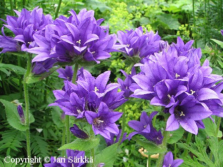 Campanula glomerata 'Superba'